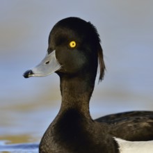 Oooops... Tufted Duck (Aythya fuligula), close-up of one of the most beautiful common native duck