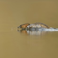 Little grebe (Tachybaptus ruficollis), adult bird in breeding dress, summer dress, in action,