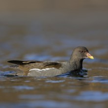 Moorhen, moorhen rail (Gallinula chloropus), water fowl that can be observed relatively frequently