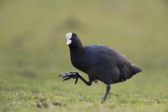 Show me your feet... Eurasian Coot (Fulica atra), coot rail runs over land, has to lift its large,