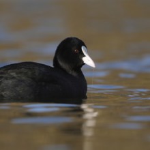 Pretty to look at... Eurasian Coot rail (Fulica atra) or coot, well-known conspicuous water bird,
