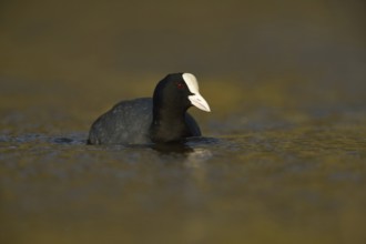 Golden light... Eurasian Coot rail (Fulica atra), common coot, frequently observed, generally known
