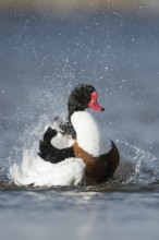Bathing fun... Shelduck (Tadorna tadorna), colourful male in splendid dress, summer dress, bathes