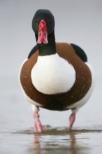 Shelduck (Tadorna tadorna), frontal close-up of a drake, male in splendour dress, summer dress,