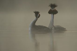 The bow... Great Crested Grebe (Podiceps Scalloped ribbonfish) mating, courtship display, native