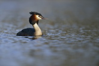 In early spring... Great Crested Grebe (Podiceps Scalloped ribbonfish) in its splendid plumage,