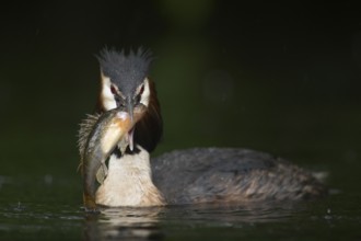Fat prey... Great crested grebe (Podiceps Scalloped ribbonfish), native water bird with a large