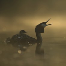 Great Crested Grebe (Podiceps Scalloped ribbonfish) with young birds on its back, opening its beak