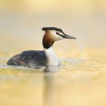 Golden light... Great Crested Grebe (Podiceps Scalloped ribbonfish) in its magnificent plumage in