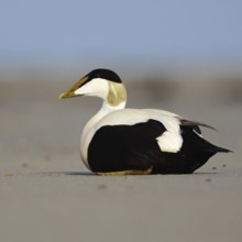 Eider duck (Somateria mollissima) on the beach of Heligoland, colourful male, drake in breeding