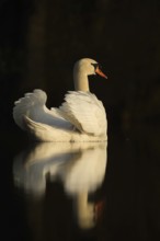 Swan Lake... Mute swan (Cygnus olor), elegant swan with upturned wings, in the most beautiful