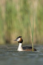 Great crested grebe (Podiceps Scalloped ribbonfish) in its magnificent plumage, summer dress,