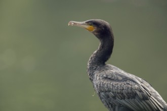 Detailed close-up... Cormorant (Phalacrocorax carbo), cropped in front of a natural green