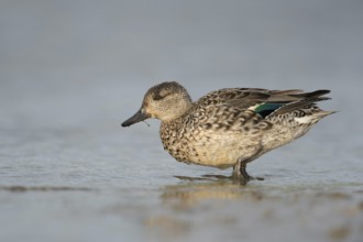 Teal (Anas crecca), female searching for food in shallow water, detailed side view, natural-looking