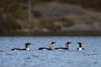 Courtship... Black-throated diver (Gavia arctica), group of black-throated divers meeting on a