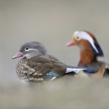 Mandarin ducks (Aix galericulata), female and colourful male, drake, a pair, couple sitting