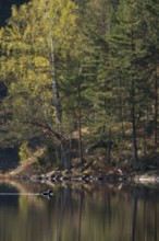 Fascinating birds... Black-throated diver (Gavia arctica), small group, flock, courtship display in