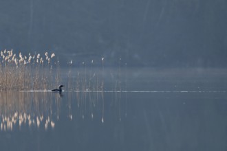 Lonely bird on a lake... Black-throated diver (Gavia arctica), swimming in the early backlight near