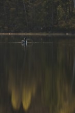 Somewhere in Sweden... Black-throated diver (Gavia arctica), straightens up for a moment, flaps its
