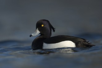 Bright yellow eyes... Tufted Duck (Aythya fuligula), male in fresh plumage, early spring, violet