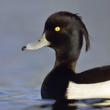 Duck portrait... Tufted Duck (Aythya fuligula), drake in splendid plumage with long decorative