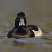Wet from a dive... Tufted duck (Aythya fuligula), sociable waterfowl, often travelling in larger