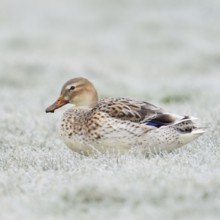 Beautifully marked... Mallard (Anas platyrhynchos), best known and almost everywhere common wild
