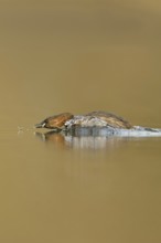 Little grebe (Tachybaptus ruficollis), adult bird in breeding dress, summer dress, in action,