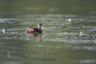 Offspring... Little grebe (Tachybaptus ruficollis), young bird, fledged chick, juvenile plumage,