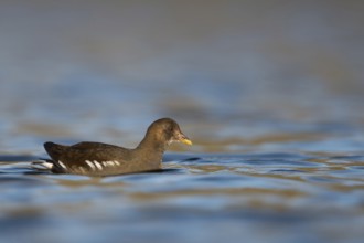 Often overlooked, widespread native water bird... Pond rail (Gallinula chloropus) also known as