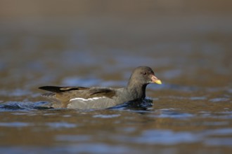 Moorhen, moorhen rail (Gallinula chloropus), water fowl that can be observed relatively frequently