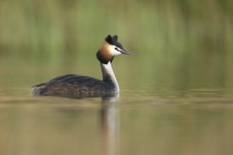 Great Crested Grebe (Podiceps Scalloped ribbonfish), adult, adult bird in spring, in splendid
