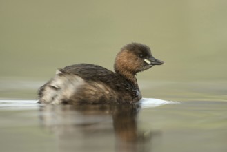 Small diver, very big... Little grebe (Tachybaptus ruficollis), adult, adult bird in its plumage,