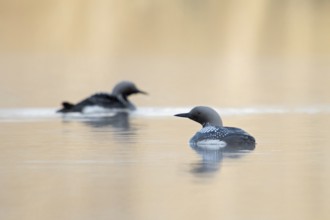 A rare sight... Black-throated diver (Gavia arctica), pair during the breeding season on a lake in