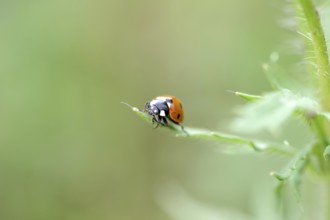 Ladybird (Coccinellidae), seven-spot, red, macro, The ladybird sits on a green leaf