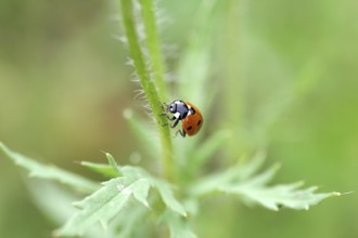 Ladybird (Coccinellidae), seven-spot, macro, red, The ladybird runs up a flower stalk