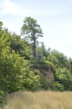 Steep coast, natural sandy beach, Baltic seaside resort of Rerik, Baltic Sea, Rostock district,