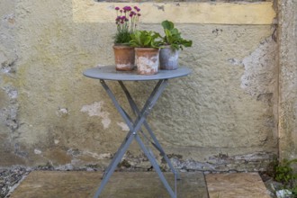 A metal table with flower pots stands in front of an old house wall, Münsterland, North