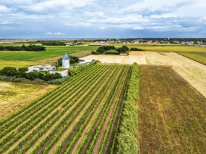Fields and Grape plantations from a drone, Saint-Clement-des-Baleines, Atlantic, France