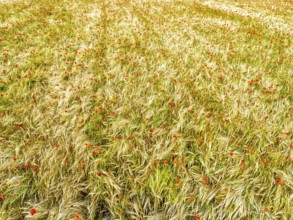 Red poppies in the cereal field from a drone