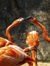 American flamingo, Phoenicopterus ruber, group of birds