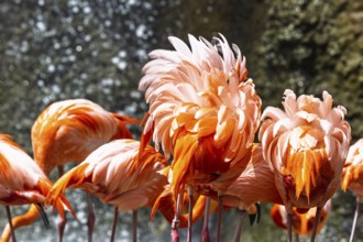 American flamingo, Phoenicopterus ruber, group of birds