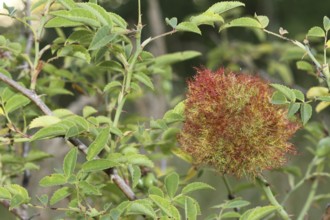 Gall apple in dog rose bush (Rosa canina) also called rose apple or sleeping apple is a