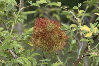 Gallapfell in dog rose bush (Rosa canina) also called rose apple or sleeping apple is a