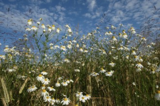 Camomile (Matricaria) blooming at the edge of a cornfield, Allgäu, Bavaria, Germany, Allgäu,