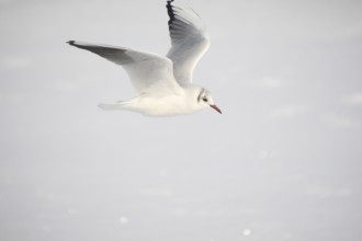 Black-headed Black-headed Gull (Chroicocephalus ridibundus) in a light dress, in gliding flight,