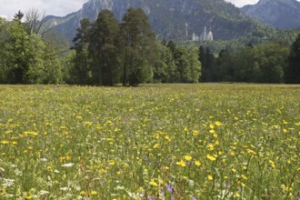 Neuschwanstein Castle near Füssen, with blooming wildflower meadow, Allgäu, Bavaria, Germany,