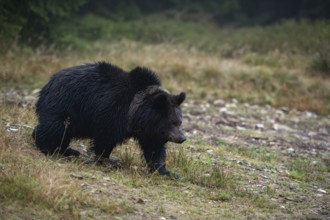 Early in the morning... European brown bear (Ursus arctos) crossing a clearing in the forest,
