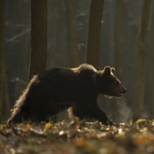 European brown bear (Ursus arctos) walking, roaming in early morning light, backlight, through a