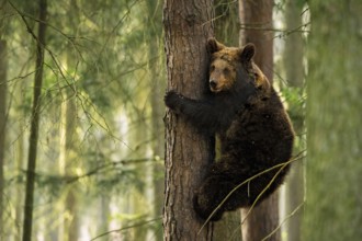 Bear cub... European brown bear (Ursus arctos) climbing a tree, following its play instinct or